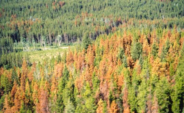 Forest destoryed by pine beetles